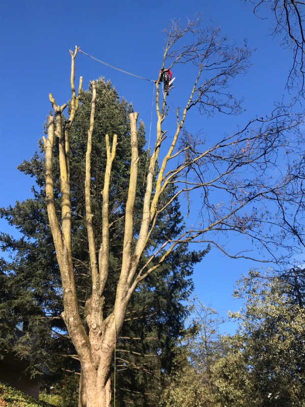 Bet Nava - Tree Climbing